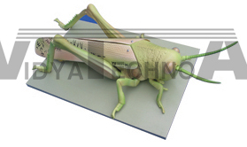 The dissection model of locust